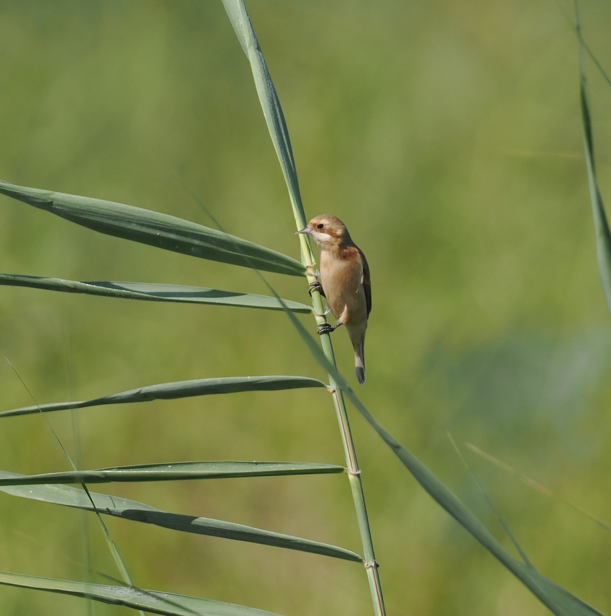 Chinese Penduline-Tit - ML645384928