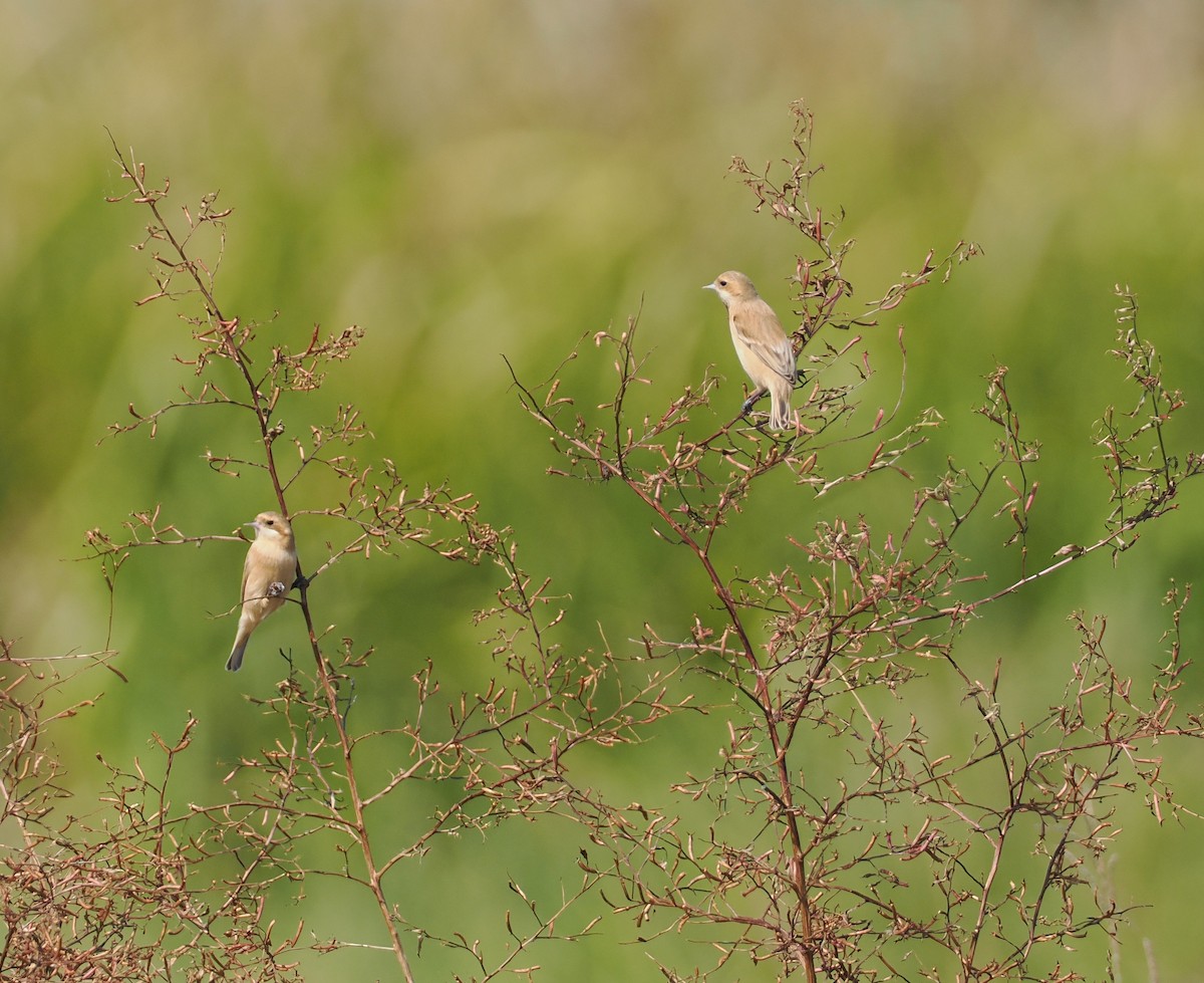 Chinese Penduline-Tit - ML645384929