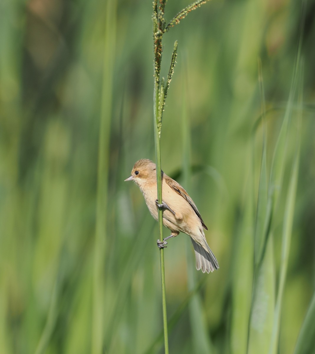 Chinese Penduline-Tit - ML645384930