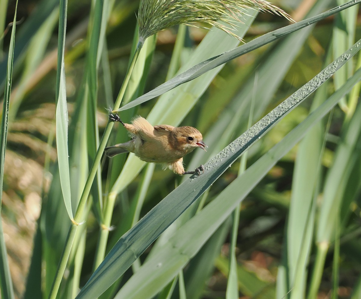 Chinese Penduline-Tit - ML645384931