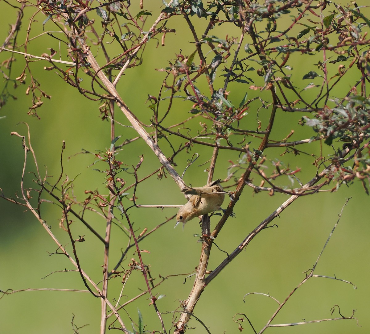 Chinese Penduline-Tit - ML645384932