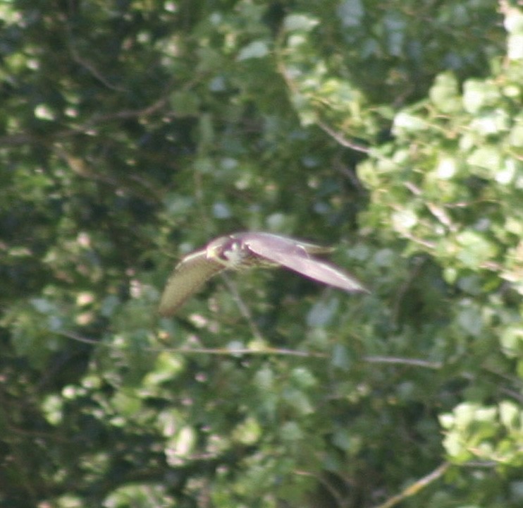 Eurasian Hobby - ML645384935