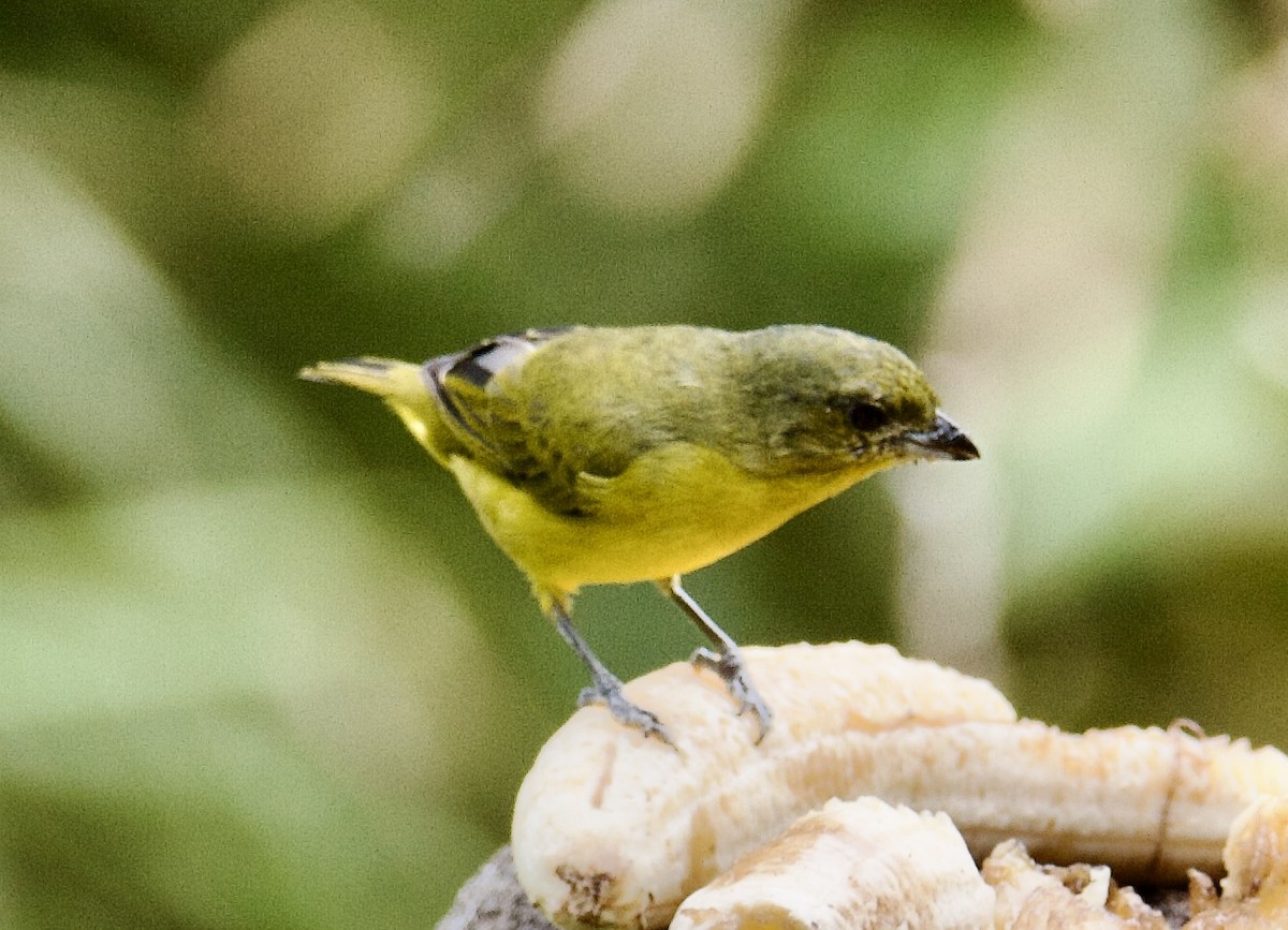 Thick-billed Euphonia - ML645384938