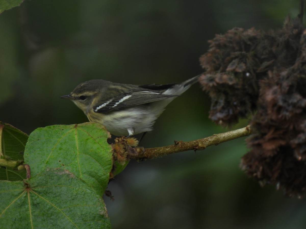 Reinita Gorjinaranja - ML645384939