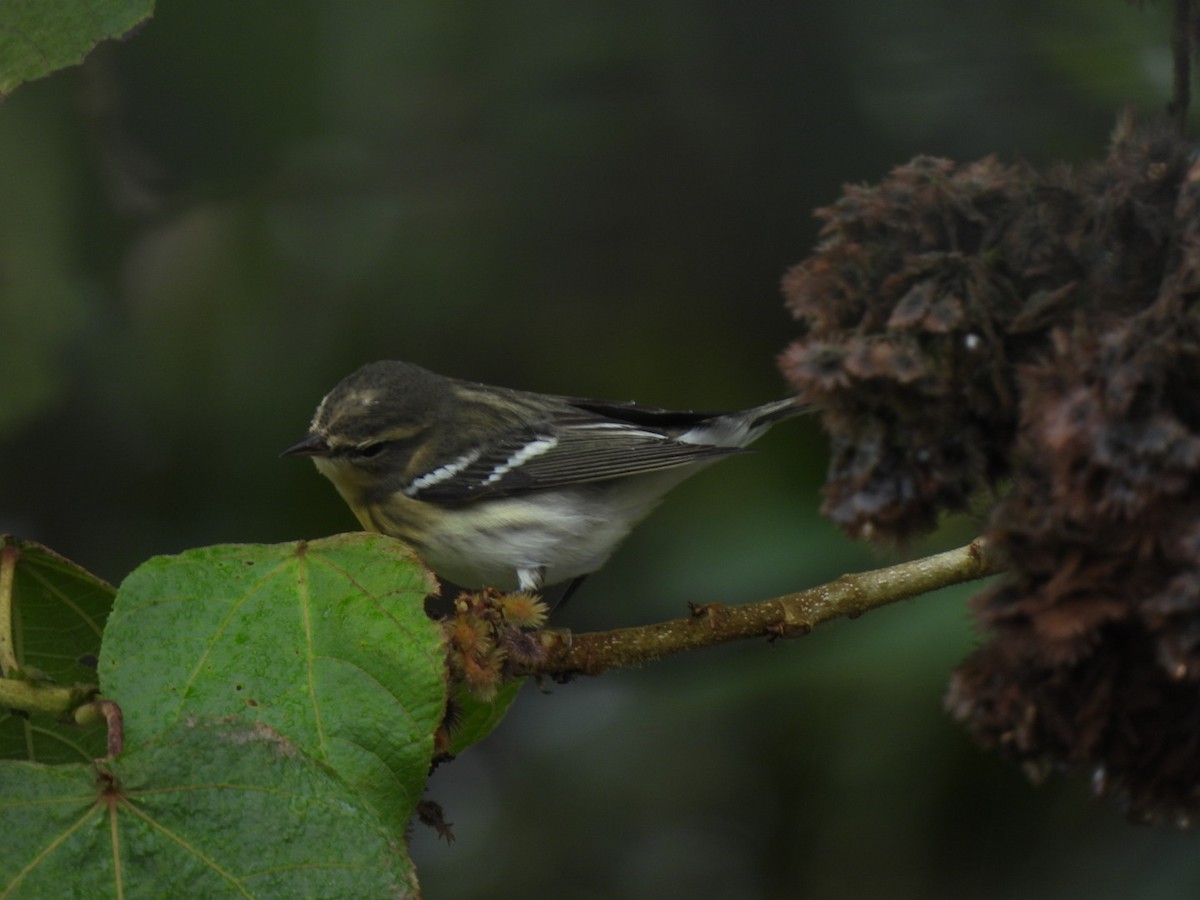 Reinita Gorjinaranja - ML645384940