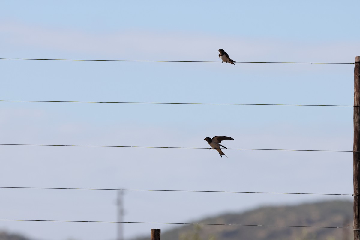 Rauchschwalbe (rustica) - ML645384943