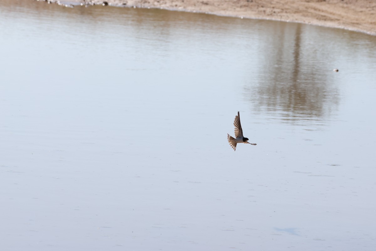 Rauchschwalbe (rustica) - ML645384944