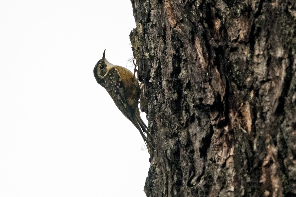 Rostflanken-Baumläufer - ML645384948