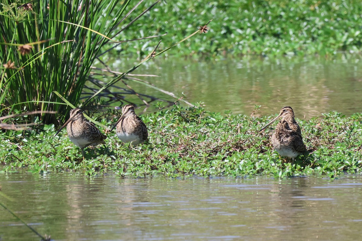 חרטומית ביצות - ML645384950