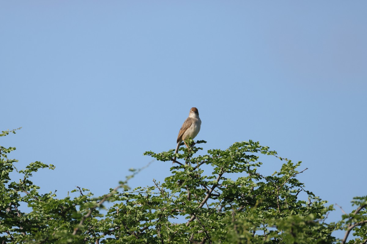 Rotscheitel-Zistensänger - ML645384952