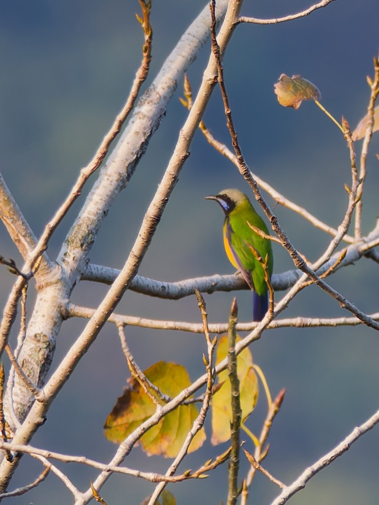 Orangebauch-Blattvogel - ML645384957
