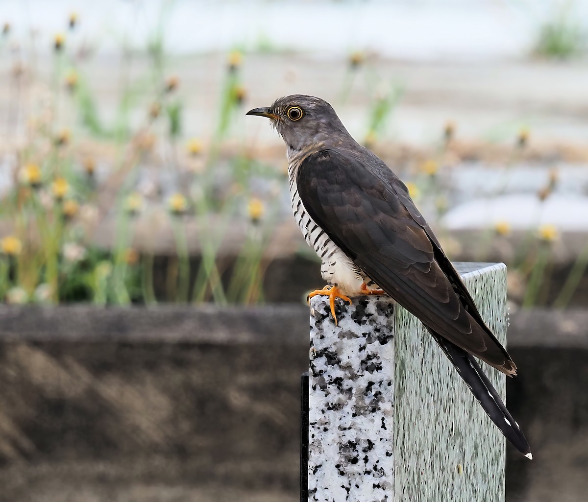 Hopfkuckuck - ML645384959