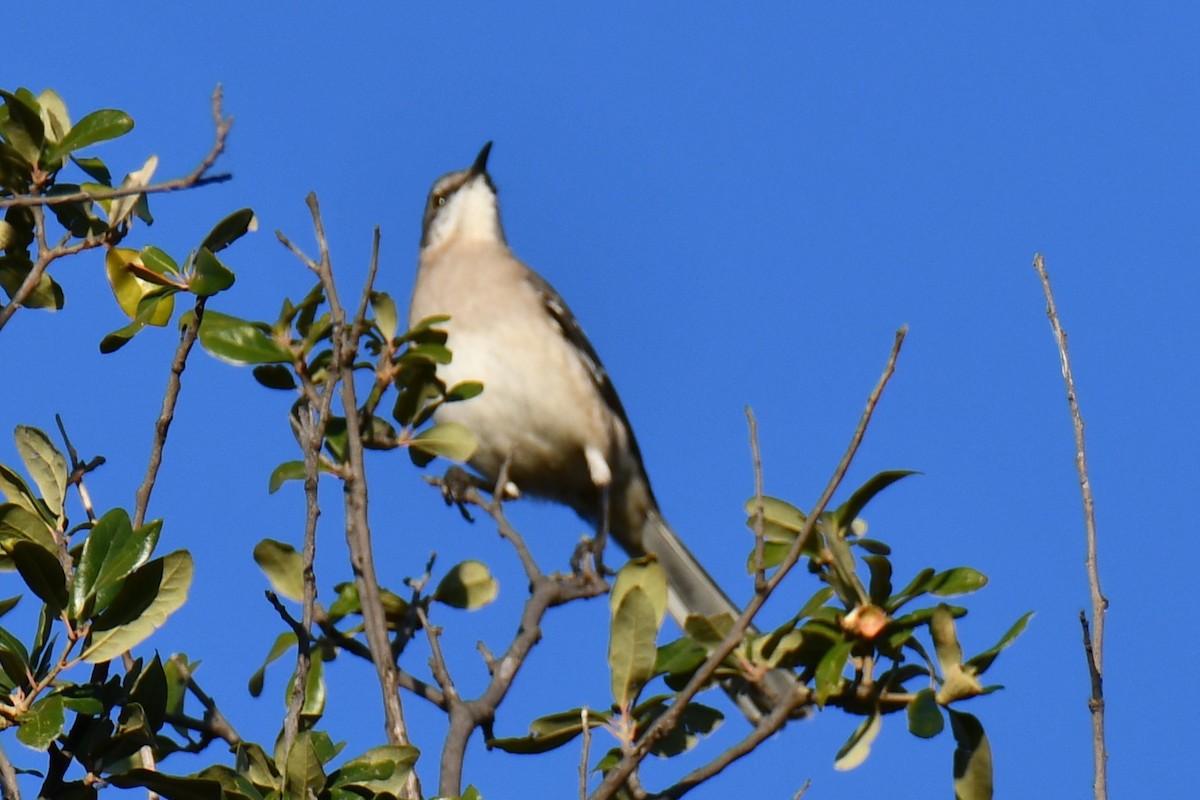 Gartenspottdrossel - ML645384960