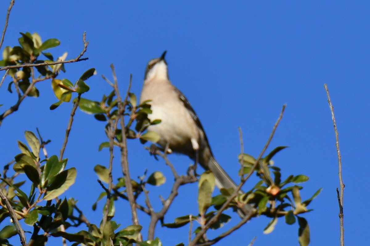 Gartenspottdrossel - ML645384961