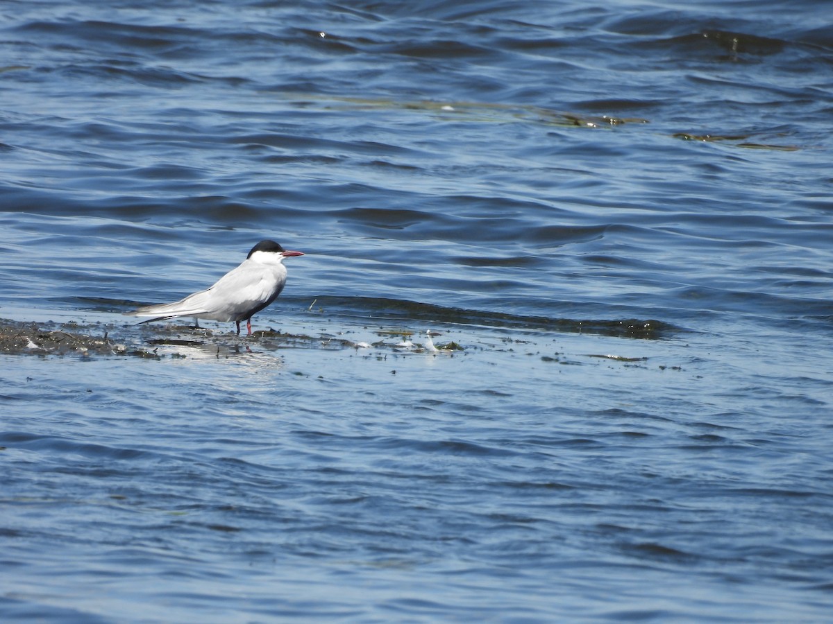 Weißbart-Seeschwalbe - ML645384962