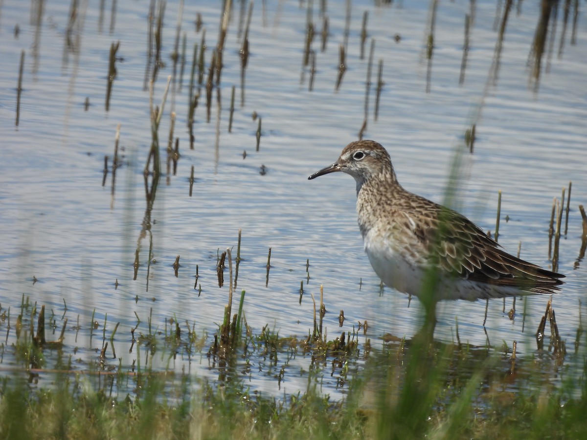 Spitzschwanz-Strandläufer - ML645384963