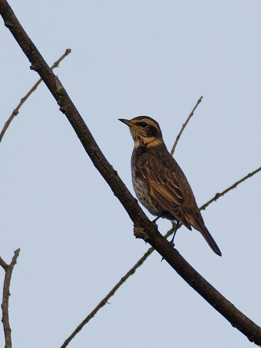 Rostflügeldrossel - ML645384964