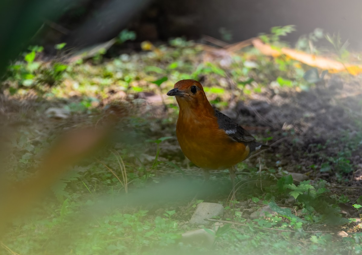 Damadrossel [citrina-Gruppe] - ML645384965