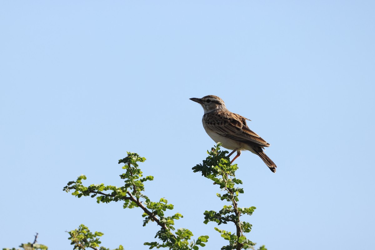 Sabotalerche - ML645384966