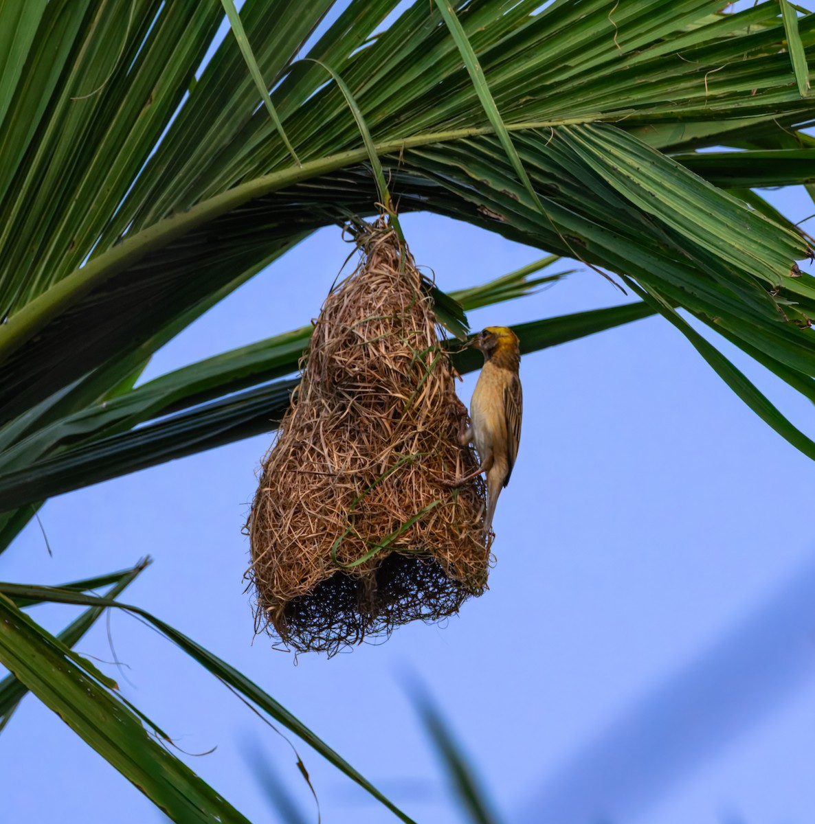 Bayaweber - ML645384968