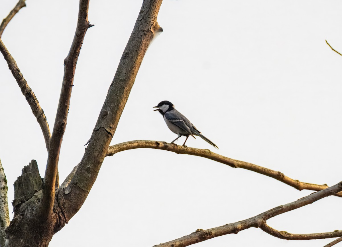 Graukohlmeise - ML645384969