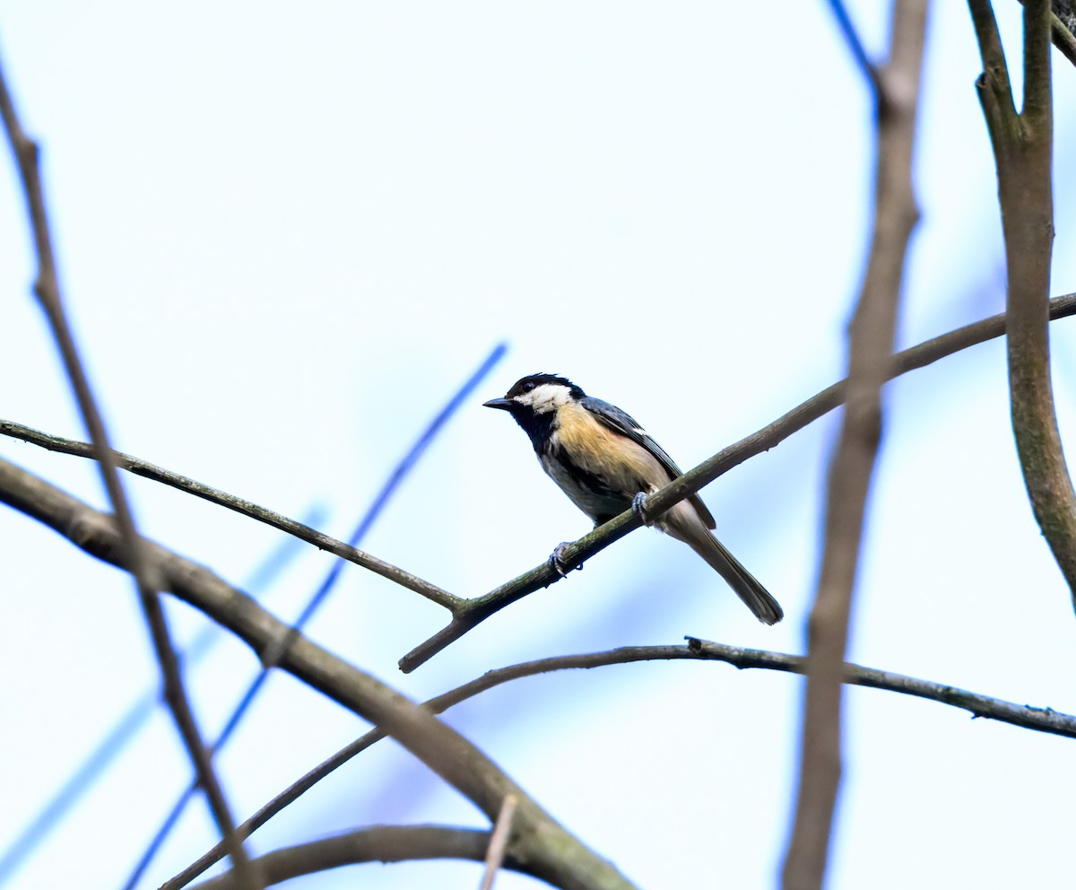 Graukohlmeise - ML645384970