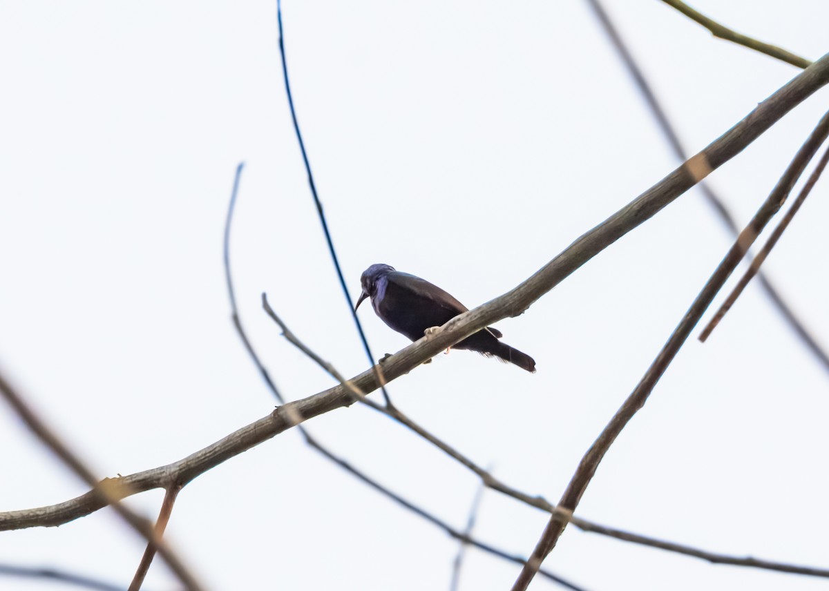 Purpurnektarvogel - ML645384971