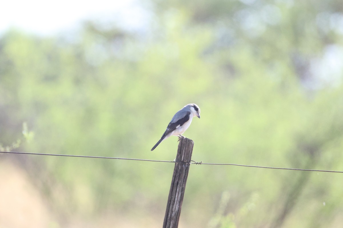 Schwarzstirnwürger - ML645384972