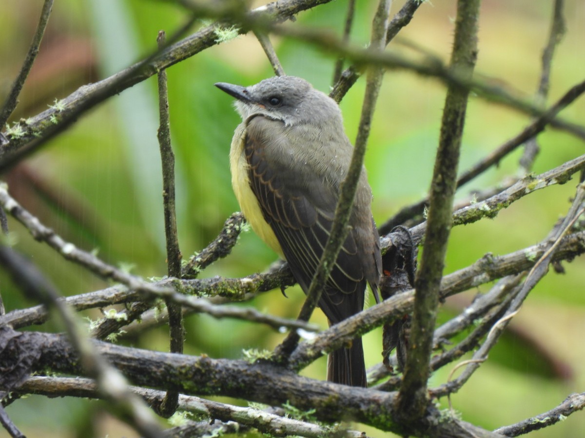 Trauerkönigstyrann - ML645384973