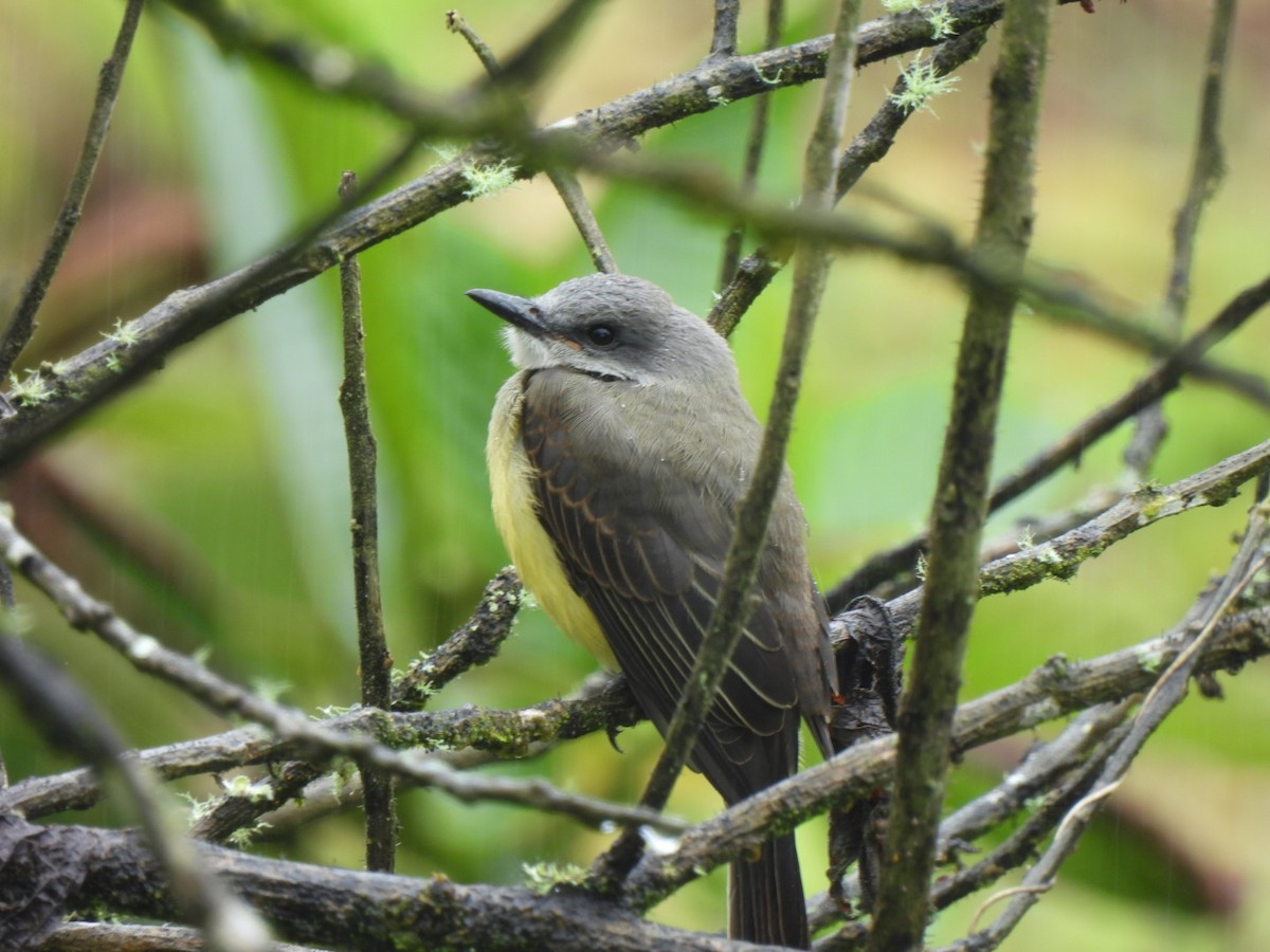 Trauerkönigstyrann - ML645384974