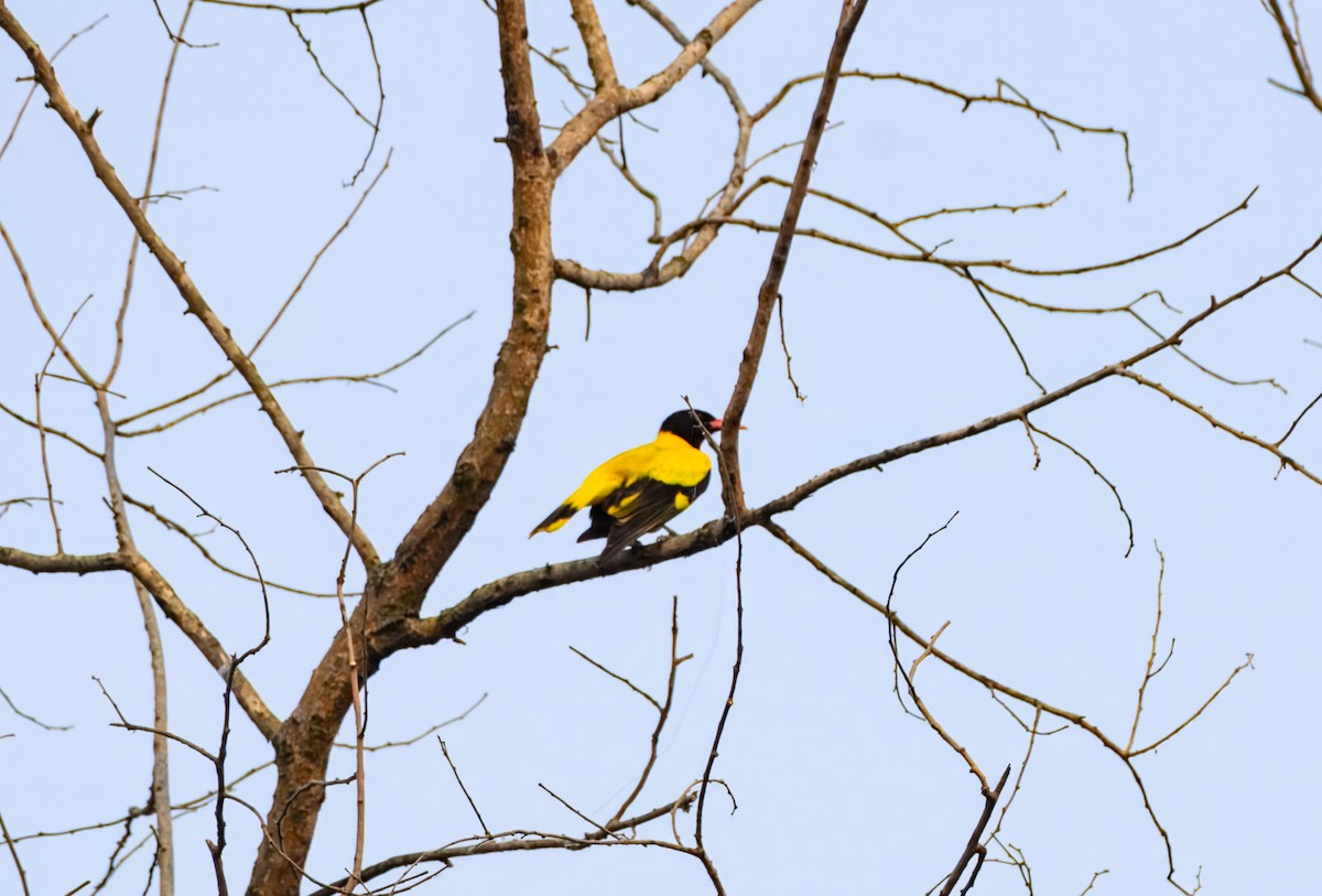 Bengalenpirol - ML645384975