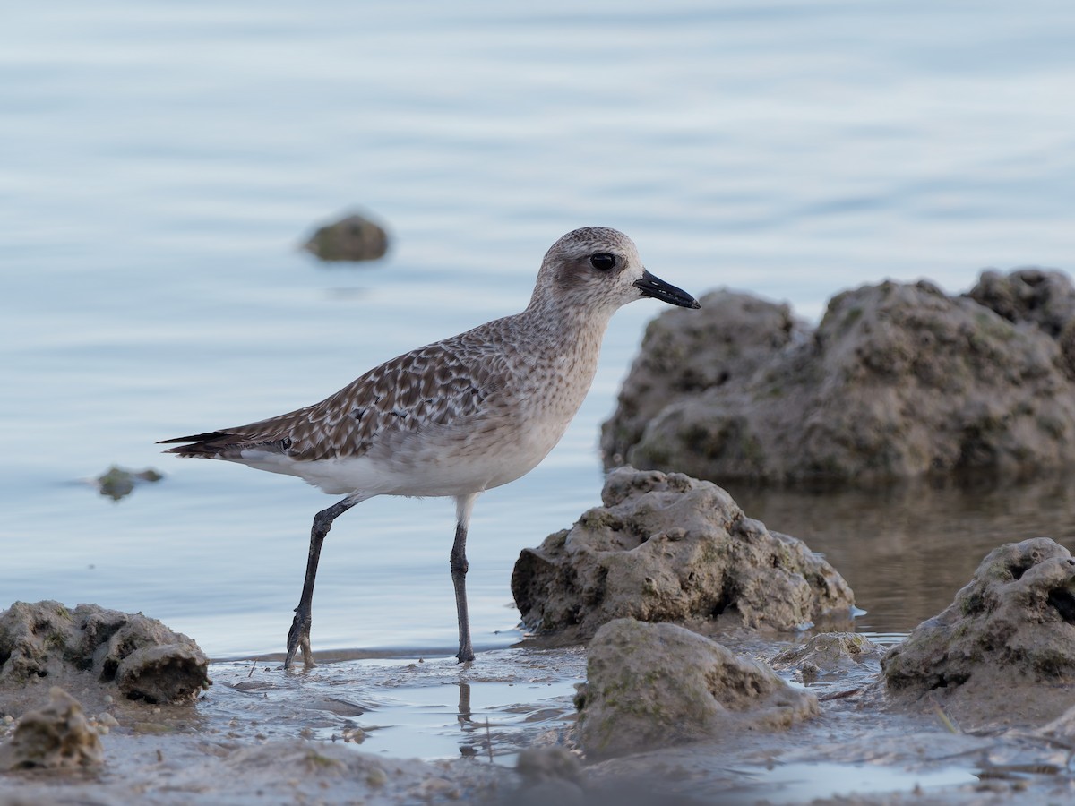 Kiebitzregenpfeifer - ML645384977