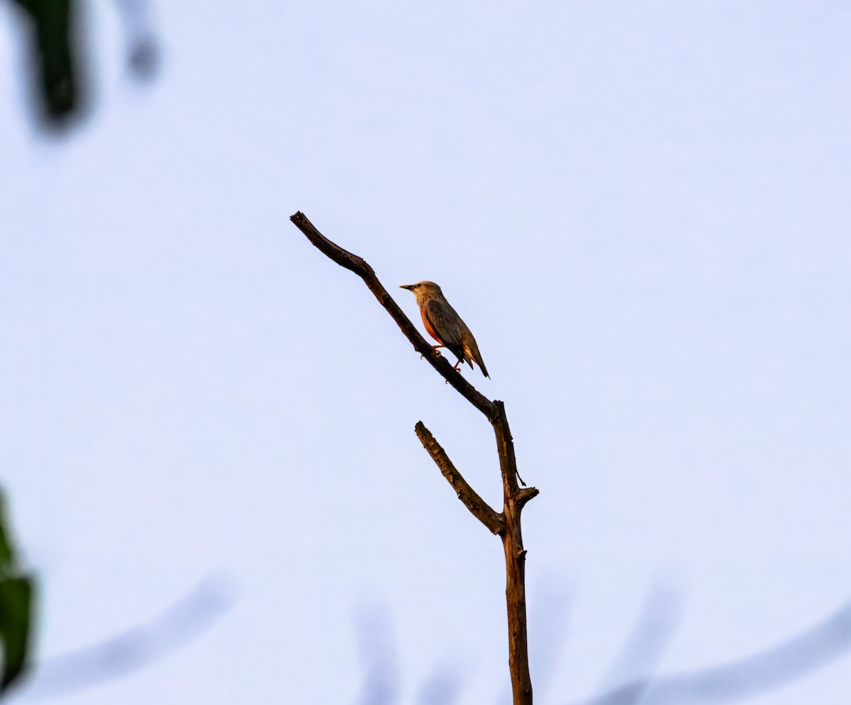 Graukopfstar - ML645384978