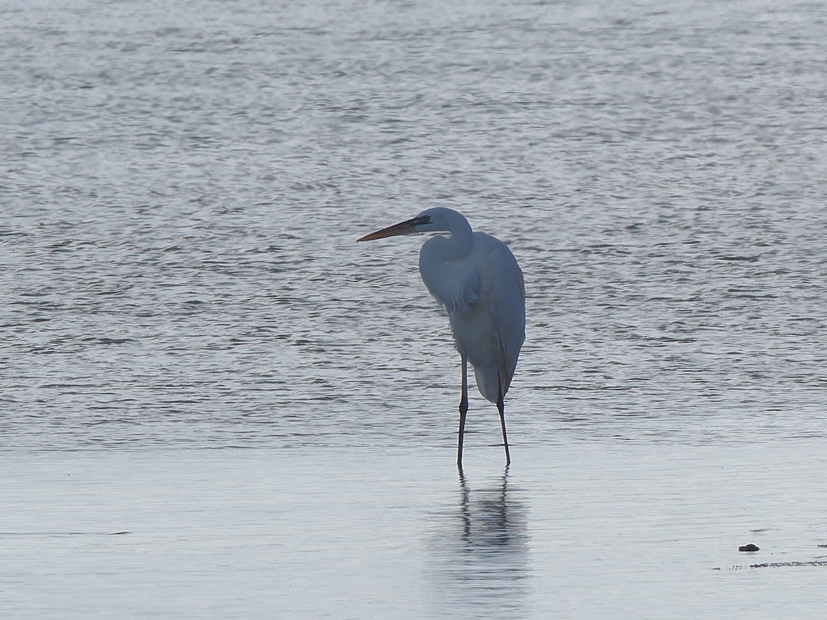 Kanadareiher (occidentalis) - ML645384984