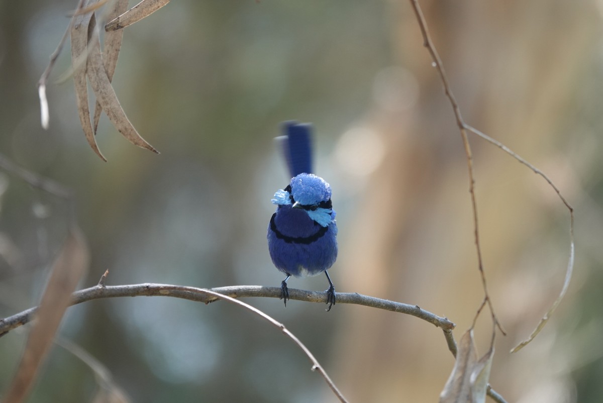 Splendid Fairywren - ML645384994