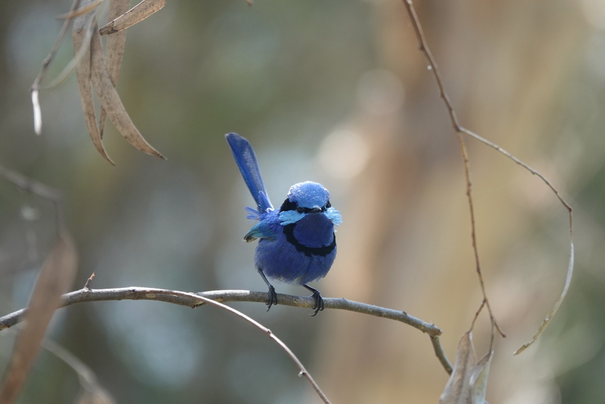 Splendid Fairywren - ML645384995