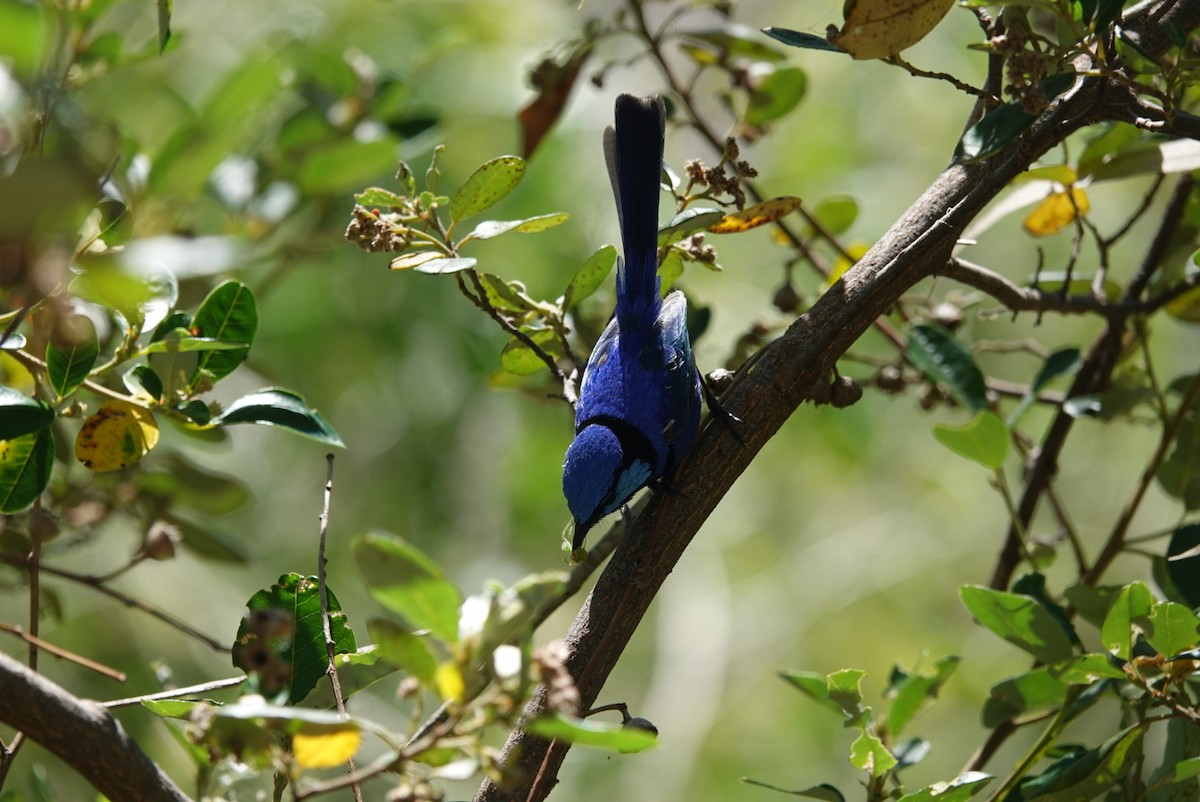 Splendid Fairywren - ML645384996