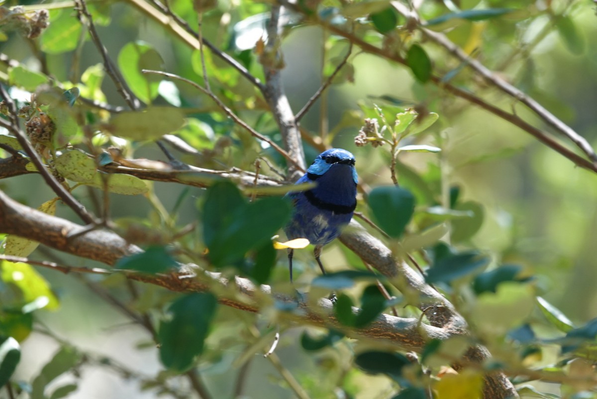 Splendid Fairywren - ML645384997