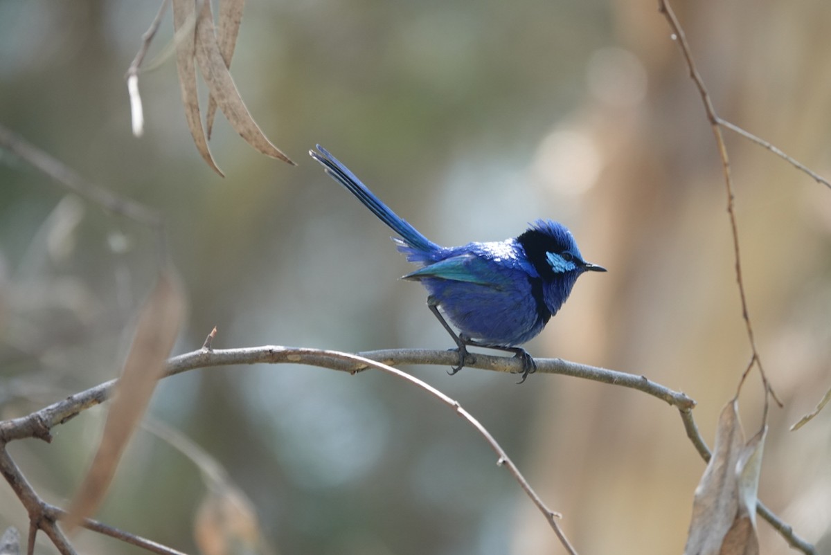 Splendid Fairywren - ML645384998