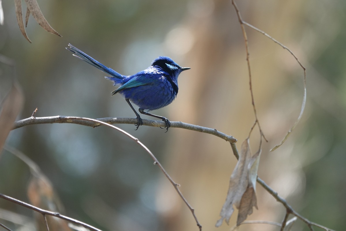 Splendid Fairywren - ML645384999