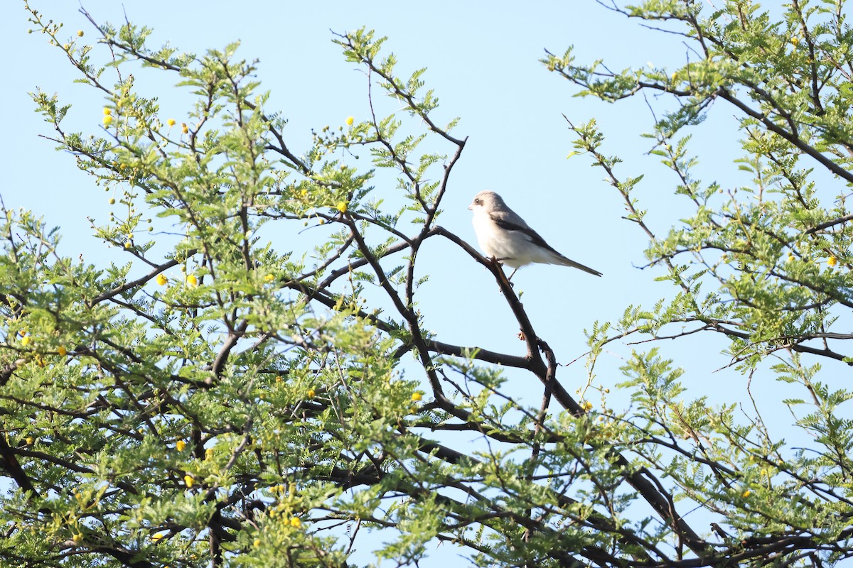 Lesser Gray Shrike - ML645385006