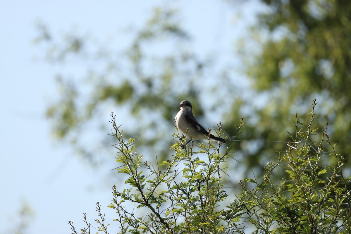 Schwarzstirnwürger - ML645385007