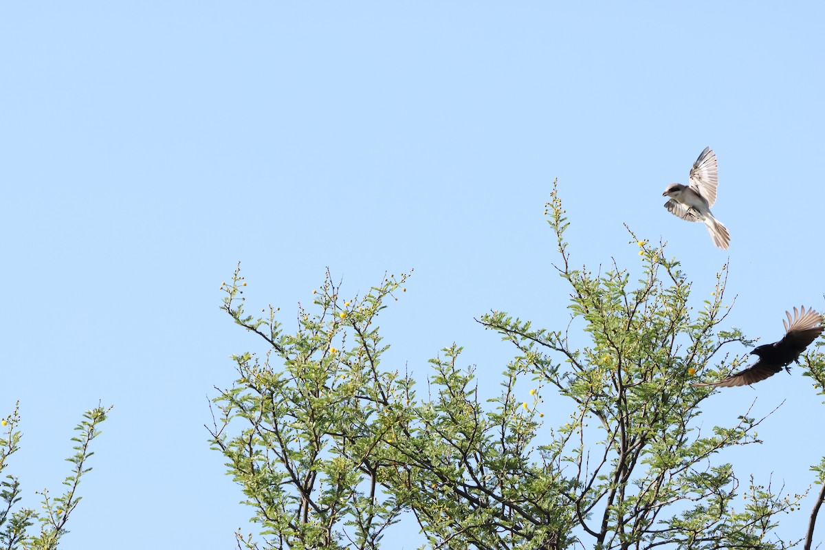 Lesser Gray Shrike - ML645385008