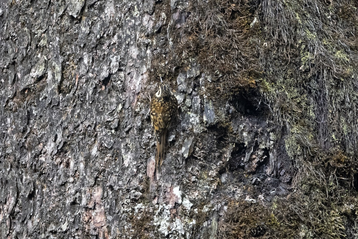 Rusty-flanked Treecreeper - ML645385016