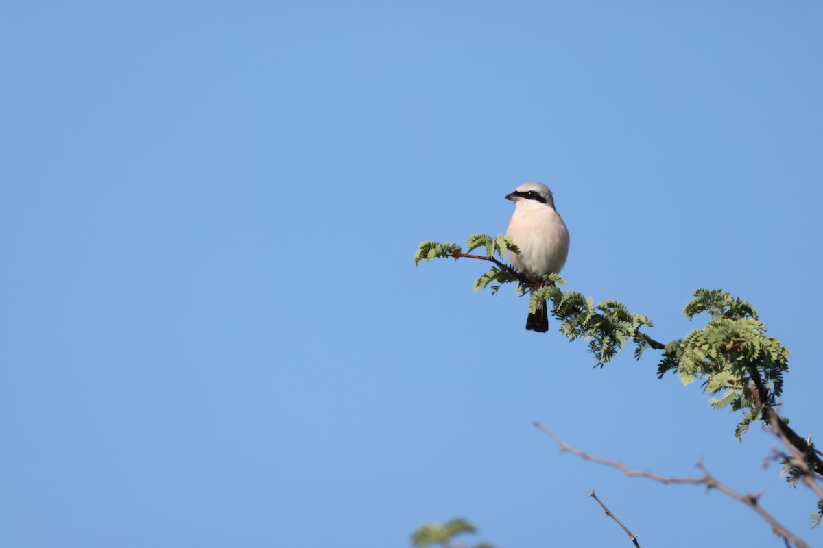 Lesser Gray Shrike - ML645385018