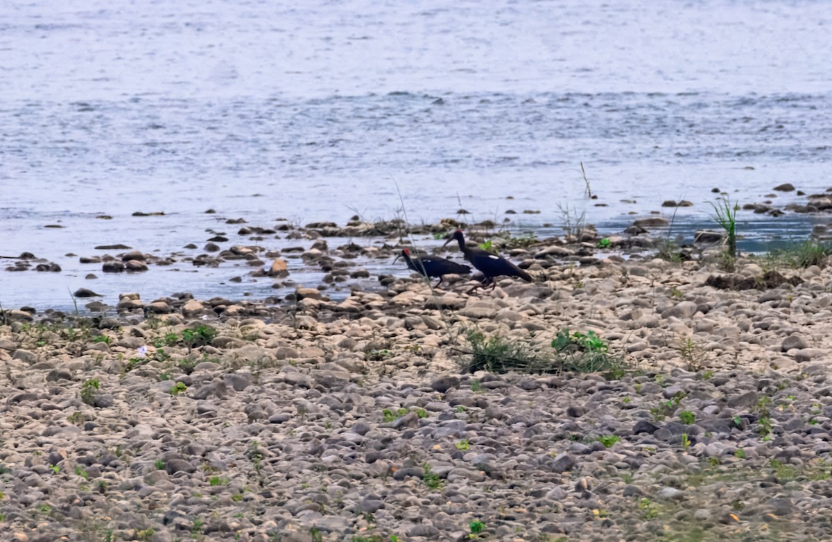 Red-naped Ibis - ML645385020