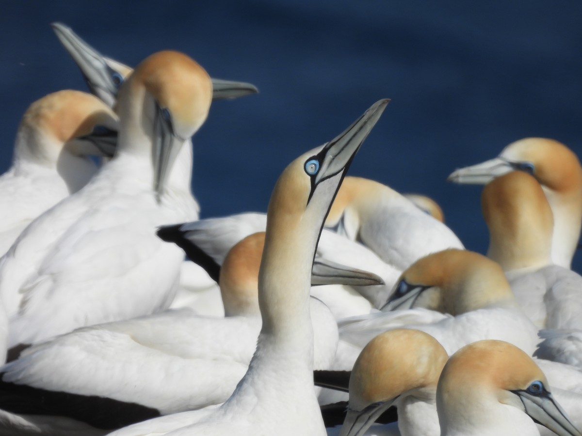 Cape Gannet - ML645385021