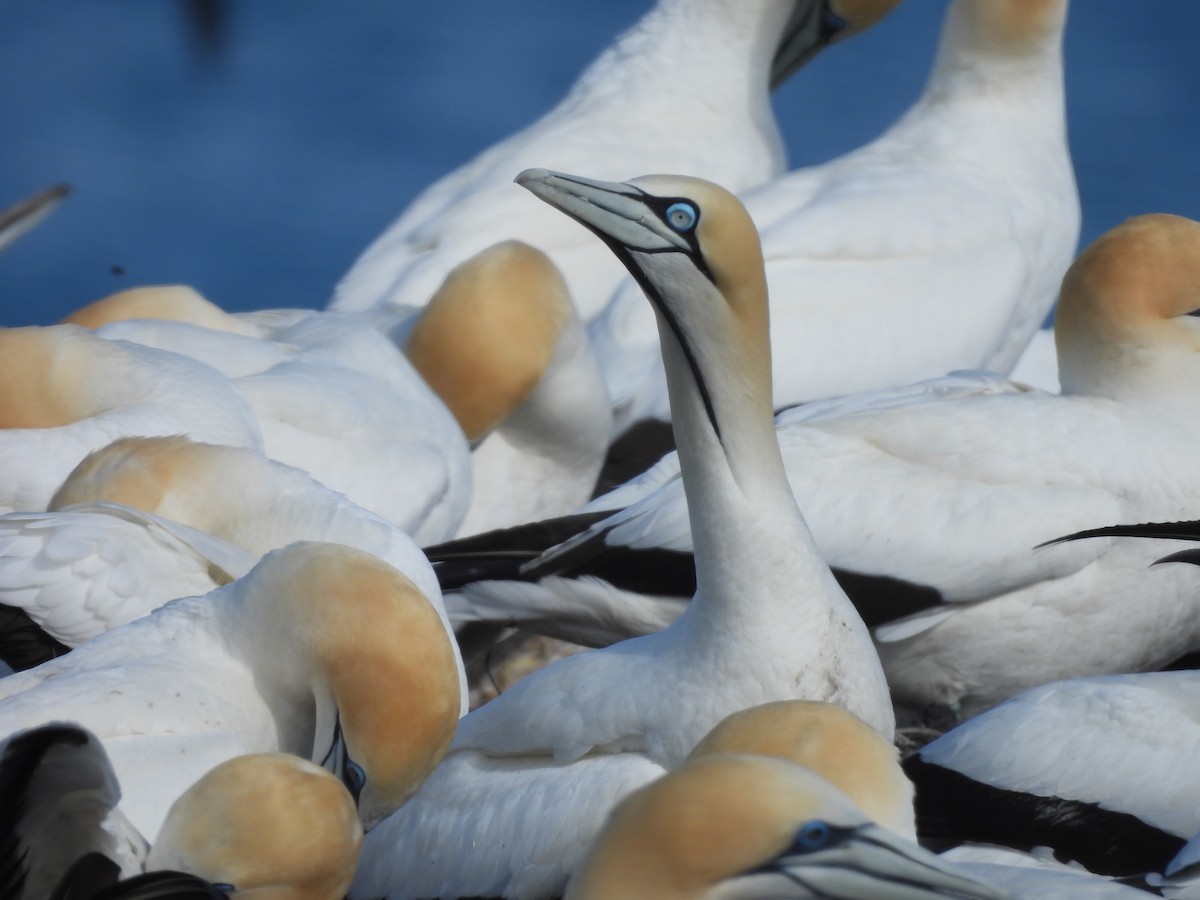 Cape Gannet - ML645385022
