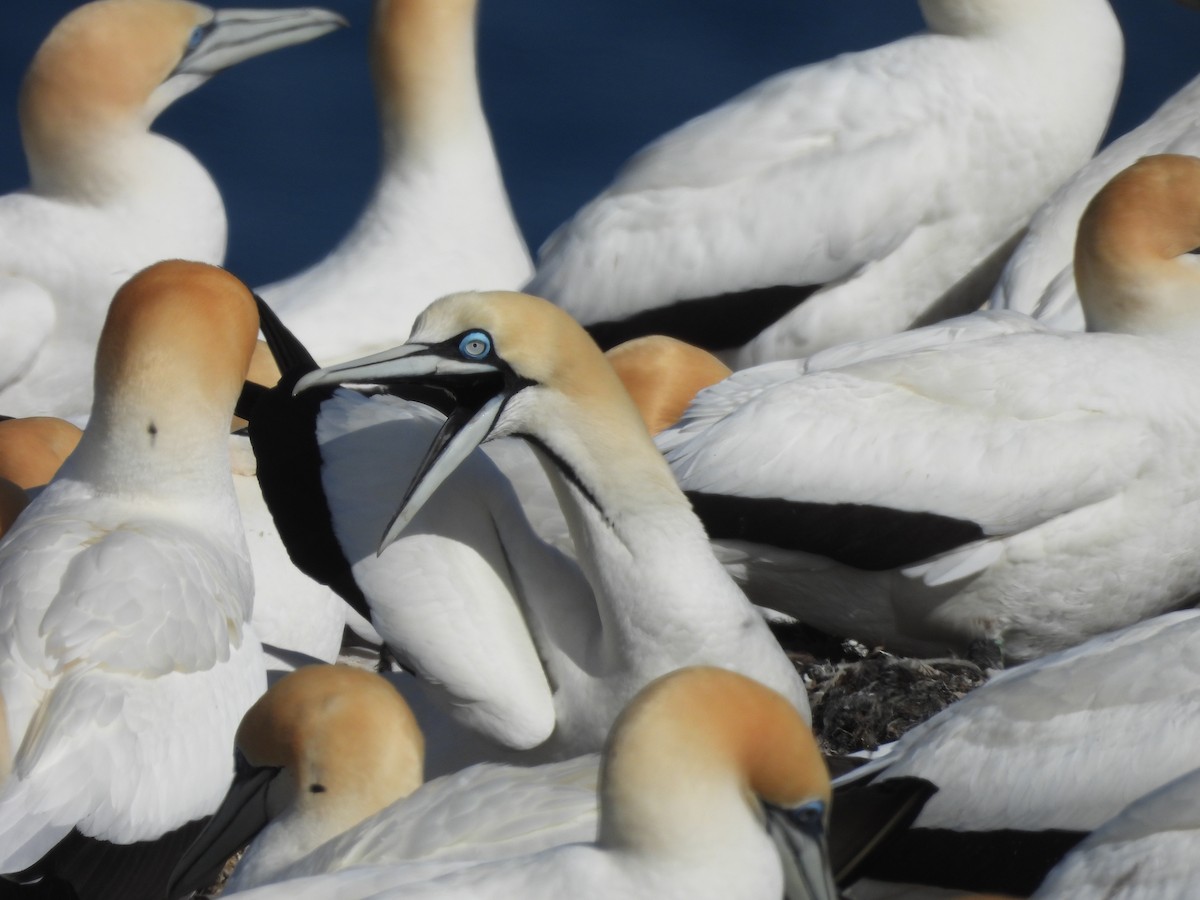 Cape Gannet - ML645385023