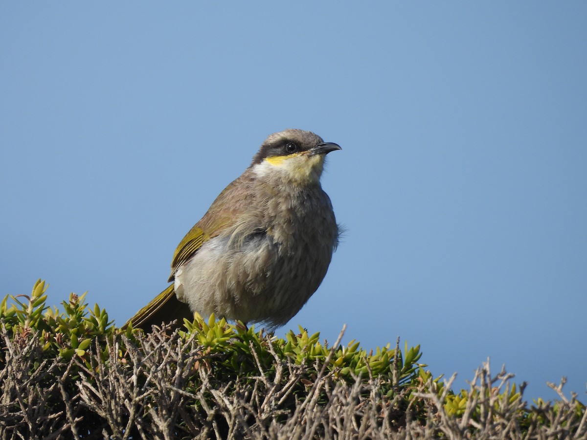 Singing Honeyeater - ML645385024